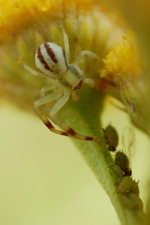 Misumena vatia